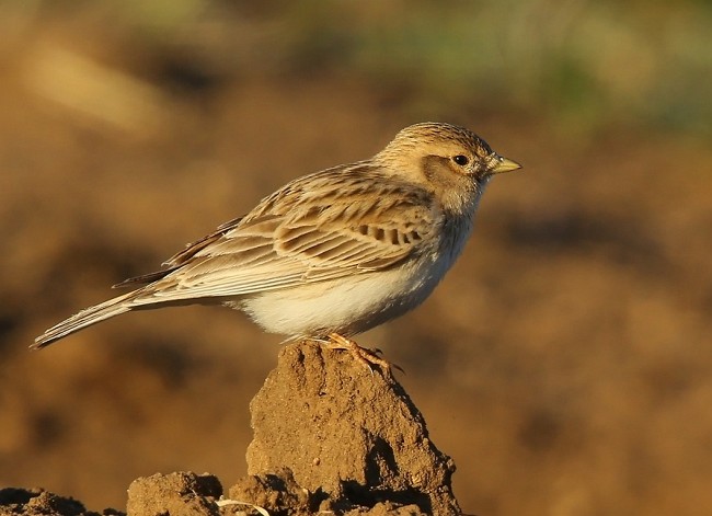 Солончаковый жаворонок (Alaudala cheleensis)