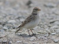 Тонкоклювый жаворонок (Calandrella acutirostris)