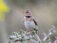 Двупятнистый жаворонок (Melanocorypha bimaculata). Фото Аскар Исабеков.