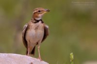 Двупятнистый жаворонок (Melanocorypha bimaculata)