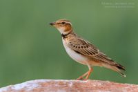 Двупятнистый жаворонок – Melanocorypha bimaculata (Ménétries, 1832)