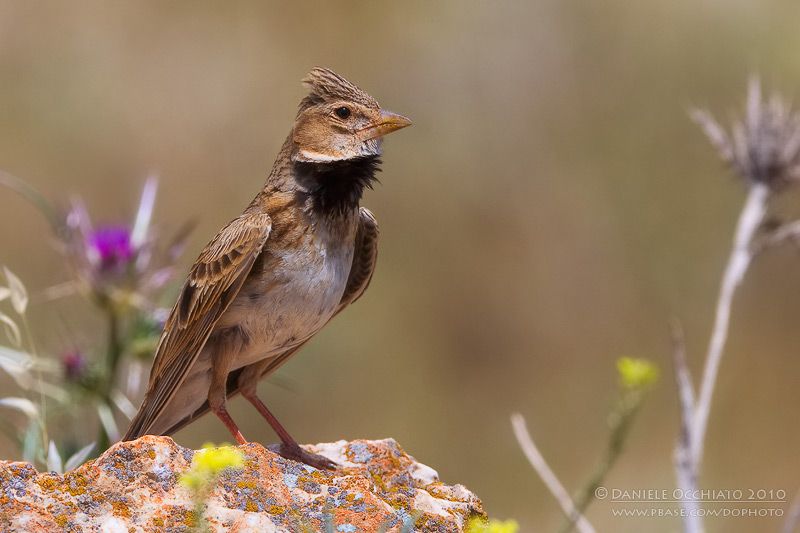 Степной жаворонок (Melanocorypha calandra)