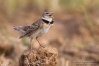 Степной жаворонок – Melanocorypha calandra (Linnaeus, 1766)