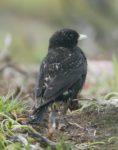 Черный жаворонок (Melanocorypha yeltoniensis)