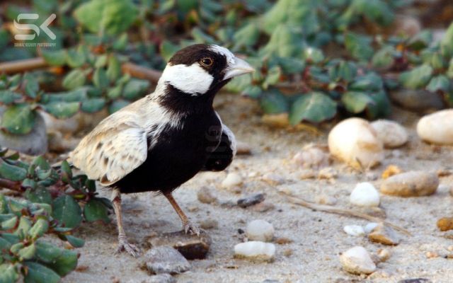 Белолобый воробьиный жаворонок - Eremopterix nigriceps