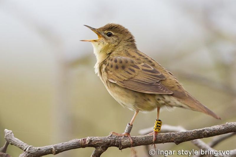 Семейство Сверчковые — Locustellidae (Bonaparte, 1854)