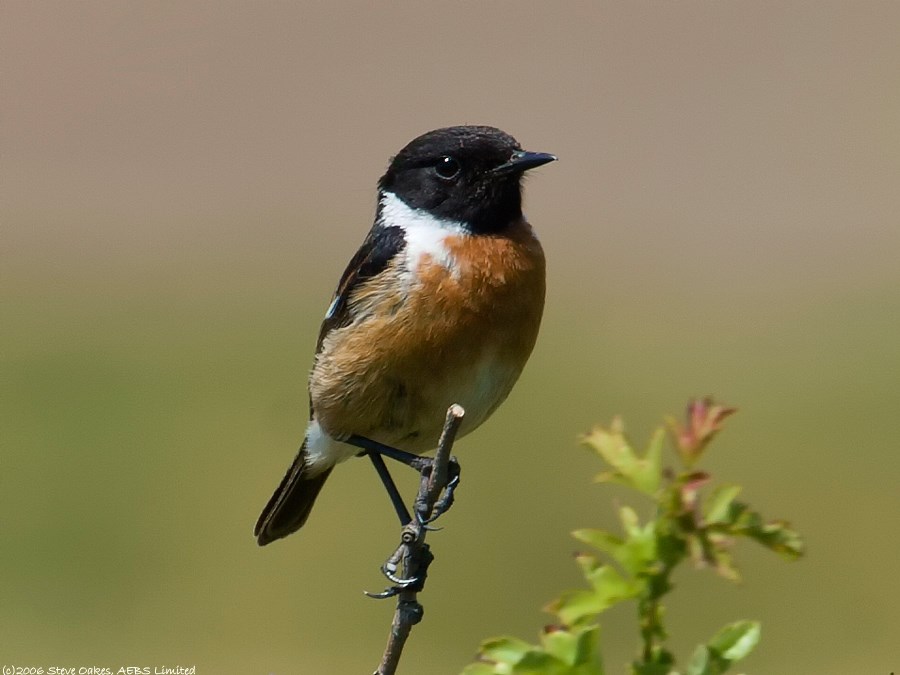Западный черноголовый чекан — Saxicola rubicola (Linnaeus, 1766)