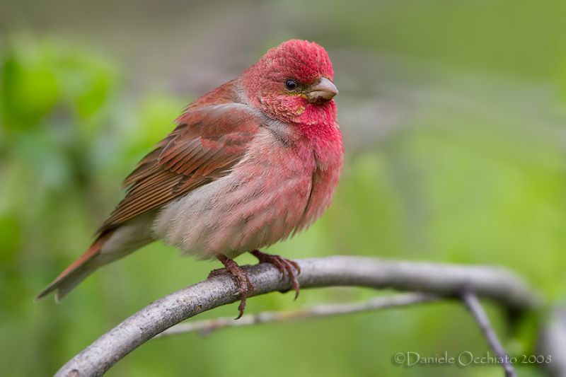 Carpodacus erythrinus