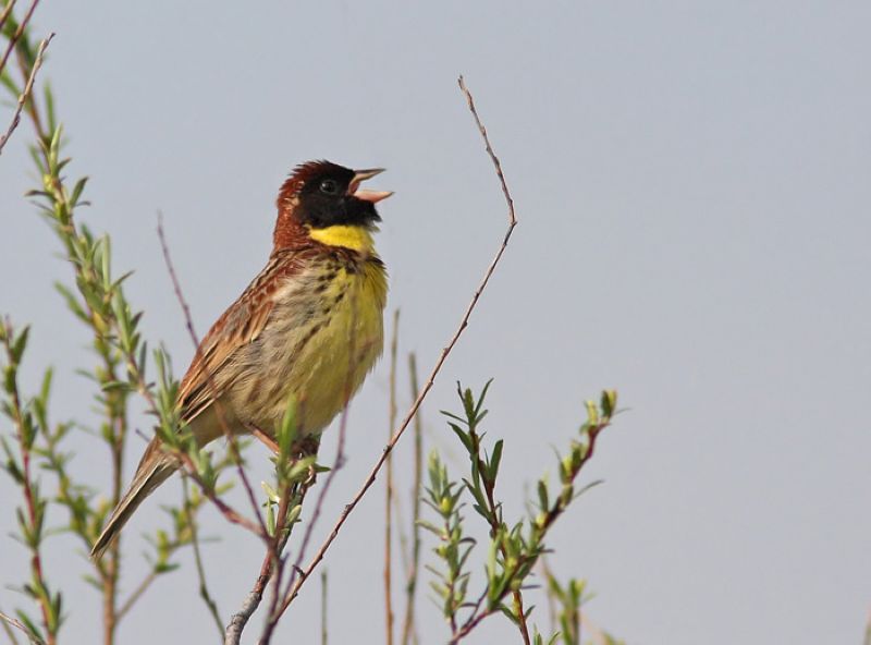 Emberiza aureola в пойме реки Оки