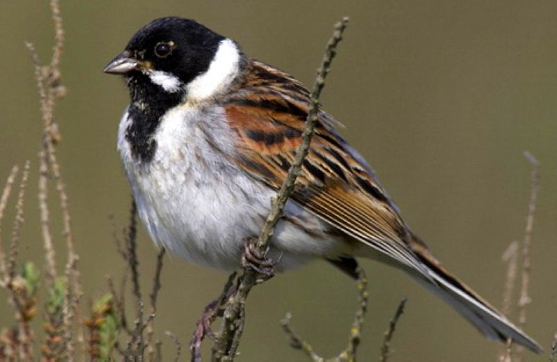 камышник Emberiza schoeniclus