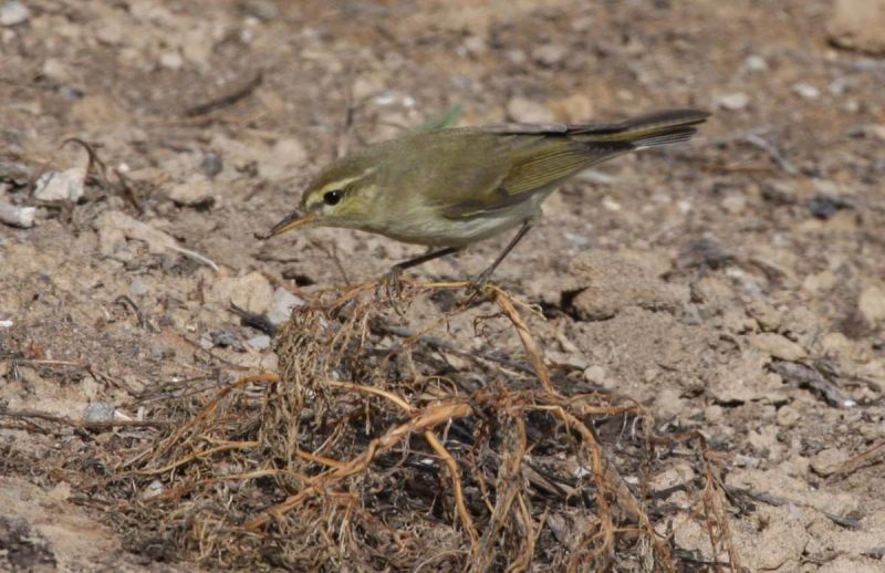 Экология северной веснички Phylloscopus trochilus acredula