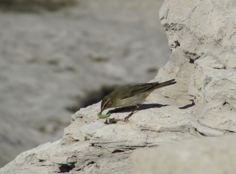 Пеночка-свистунья Phylloscopus trochilus acredula