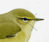 пеночка-теньковка Phylloscopus collybita