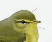 пеночка-весничка Phylloscopus trochilus