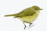 пеночка-теньковка Phylloscopus collybita