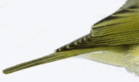 пеночка-весничка Phylloscopus trochilus