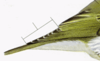 пеночка-трещетка Phylloscopus sibilatrix