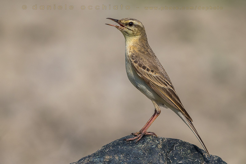 Полевой конёк - Anthus campestris (Linnaeus, 1758)