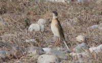 Anthus richardi