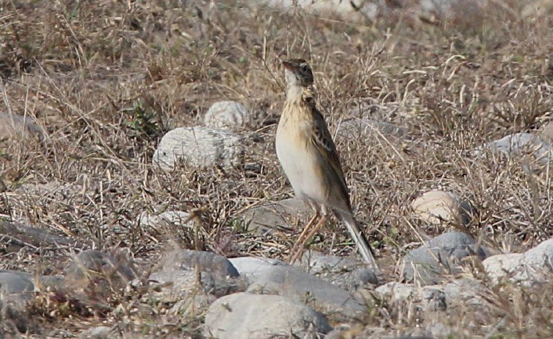 Anthus richardi