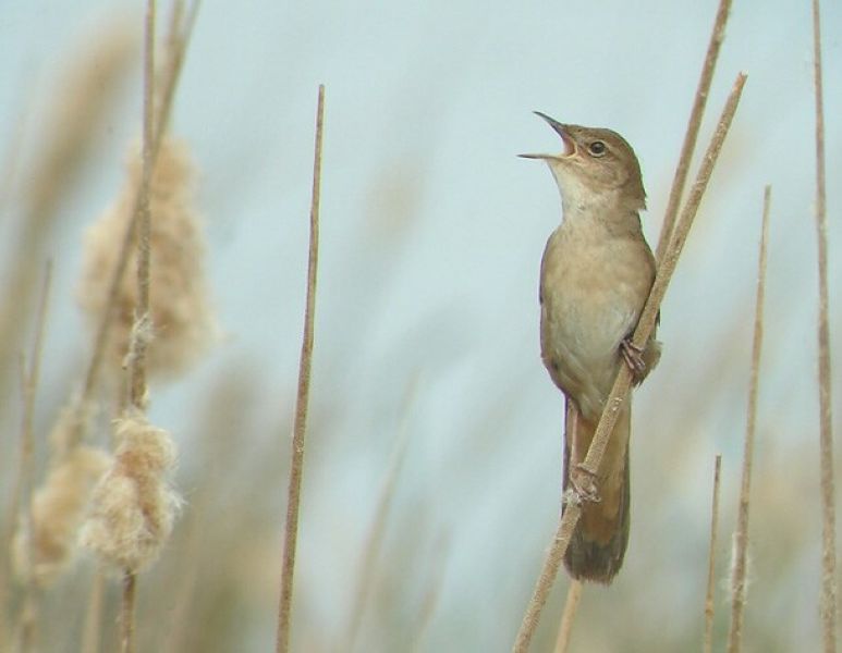 Соловьиный сверчок - Locustella luscinioides (Savi, 1824)