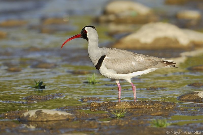Ibidorhyncha struthersii