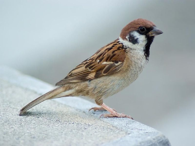 Passer montanus