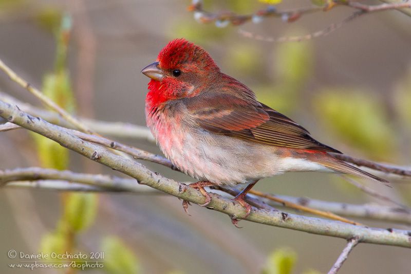 Обыкновенная чечевица – Carpodacus erythrinus (Pallas, 1770)