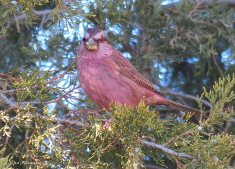 Розовая чечевица – Carpodacus grandis (Blyth, 1849)