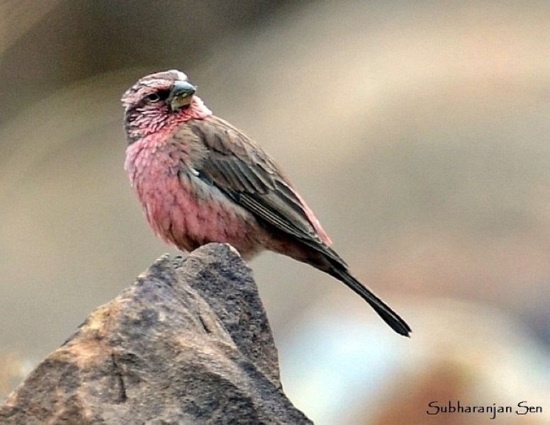 Арчовая чечевица – Carpodacus rhodochlamys (von Brandt, JF, 1843)