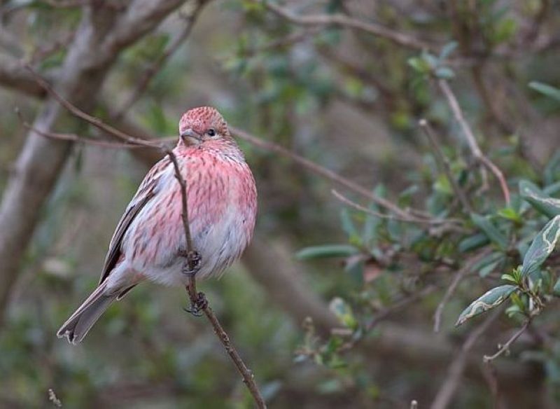 Сибирская чечевица – Carpodacus roseus (Pallas, 1776)