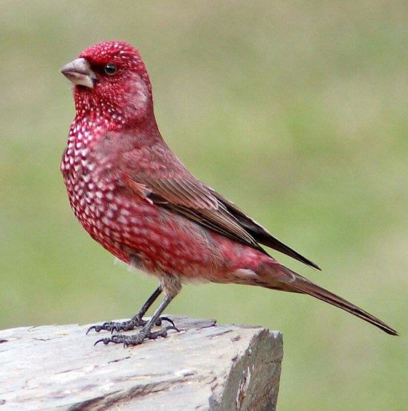 Большая чечевица – Carpodacus rubicilla (Güldenstädt, 1775)