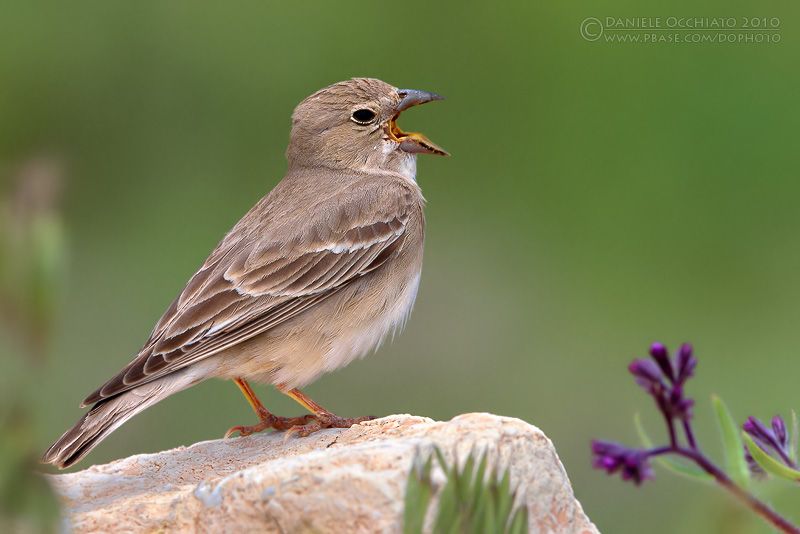 Род Короткопалые воробьи – Carpospiza (Müller, 1854)