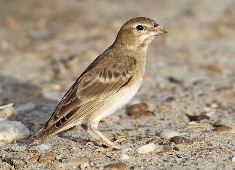 Короткопалый воробей - Carpospiza brachydactyla (Bonaparte, 1850)