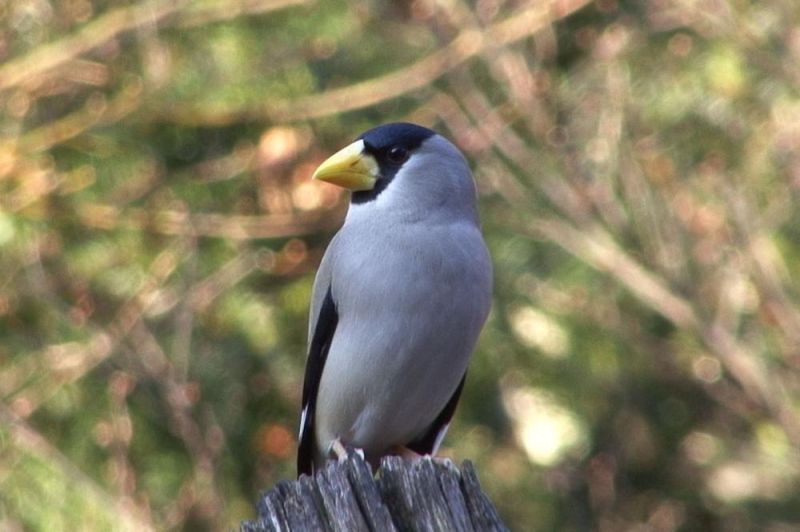 Род Черноголовые дубоносы – Eophona (Gould, 1851)