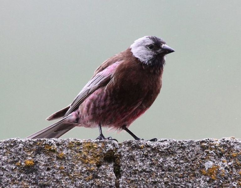 Американский вьюрок – Leucosticte tephrocotis (Swainson, 1832)
