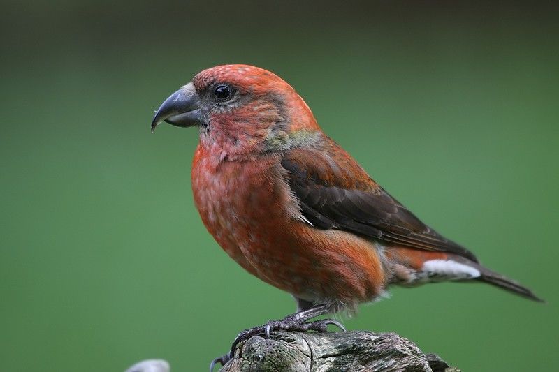 Клест-еловик – Loxia curvirostra (Linnaeus, 1758)