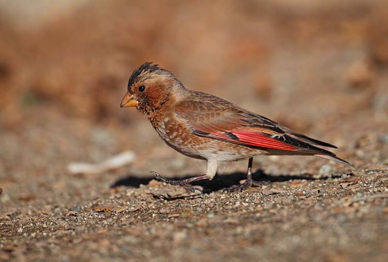 Краснокрылый чечевичник – Rhodopechys sanguineus (Gould, 1838)