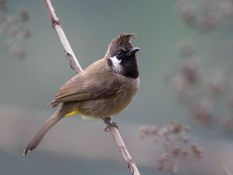 Род Бюльбюли - Pycnonotus (Boie, 1826)