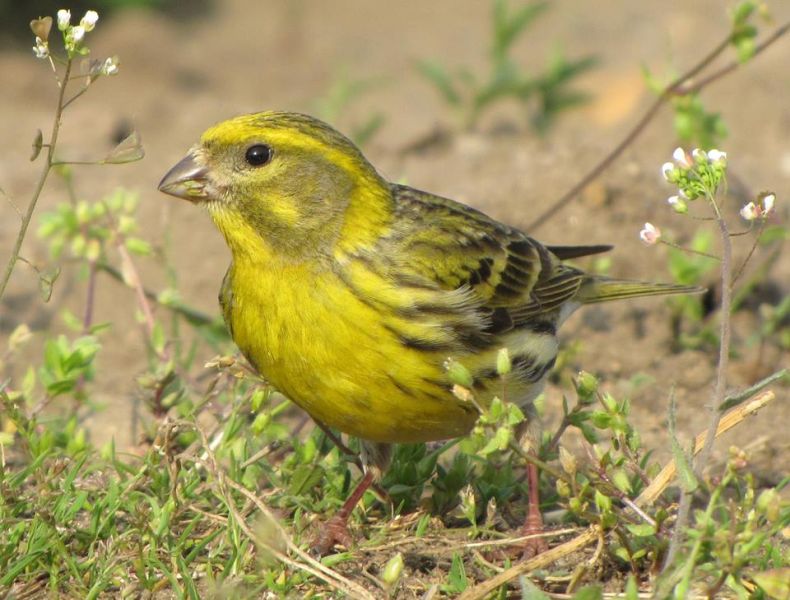 Канареечный вьюрок – Serinus serinus (Linnaeus, 1758)