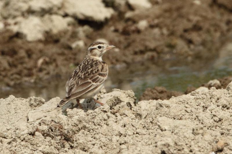 Монгольский малый жаворонок – Calandrella dukhunensis (Sykes, 1832)