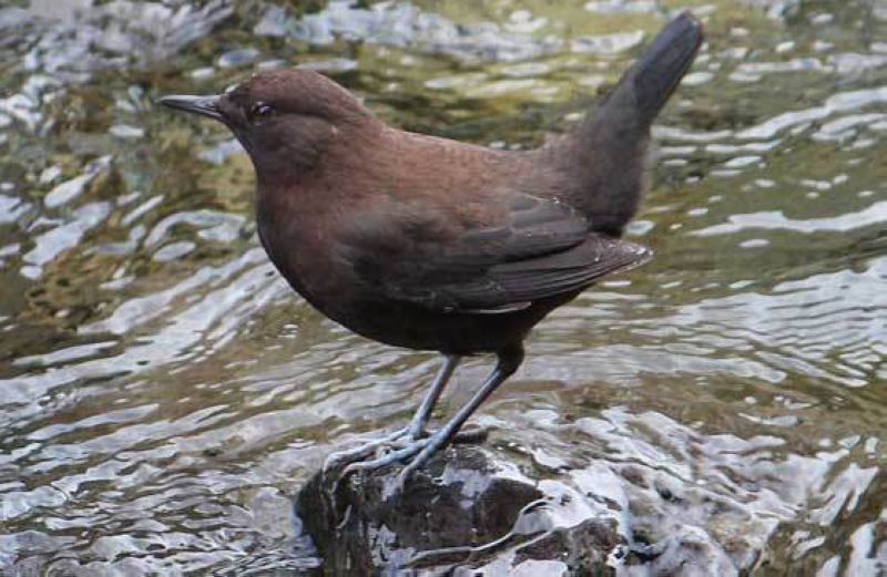 Бурая оляпка - Cinclus pallasii (Temminck, 1820)