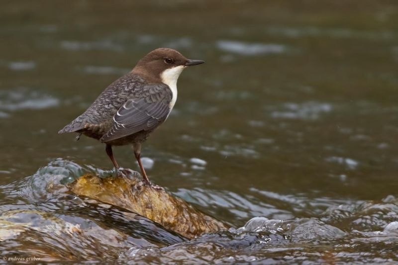 Род Оляпки - Cinclus (von Borkhausen, 1797)