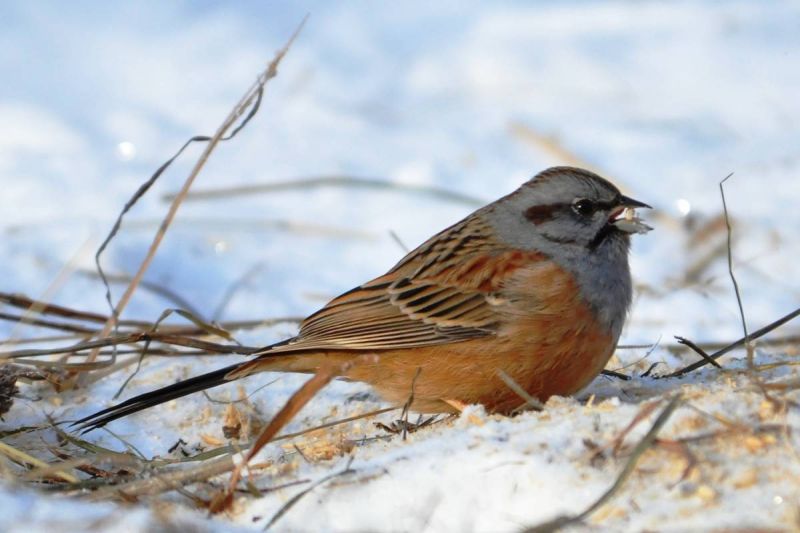 Овсянка Годлевского - Emberiza godlewskii (Taczanowski, 1874)