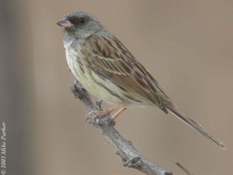 К экологии седоголовой овсянки Emberiza spodocephala