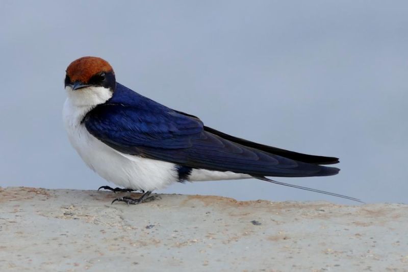 Нитехвостая ласточка — Hirundo smithii (Leach, 1818)