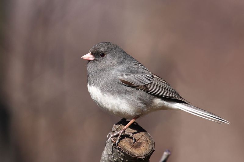 Род Юнко - Junco (Wagler, 1831)