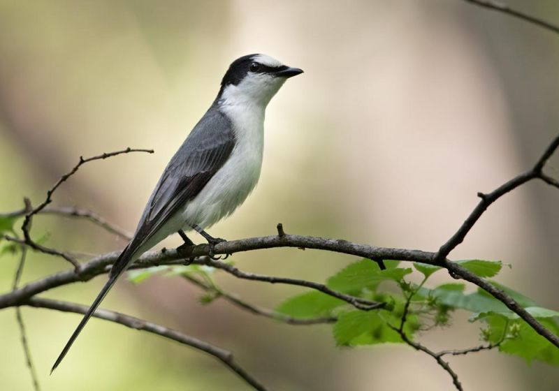 Род Личинкоеды - Pericrocotus (Boie, F, 1826)
