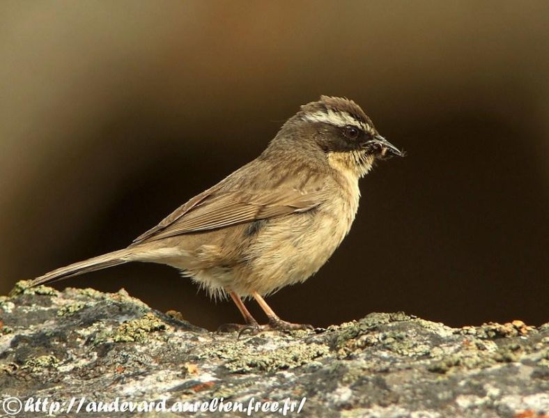 Бледная завирушка – Prunella fulvescens (Severtsov, 1873)