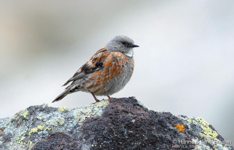 Гималайская завирушка – Prunella himalayana (Blyth, 1842)